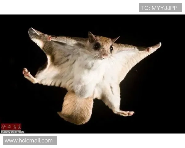 足球明星意外瞬间集锦精彩视频盘点让你大开眼界的搞笑时刻 足球明星意外瞬间集锦精彩视频盘点让你大开眼界的搞笑时刻